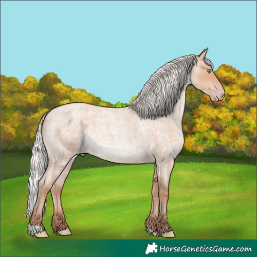 Horse Color:Silver Amber Champagne Roan 