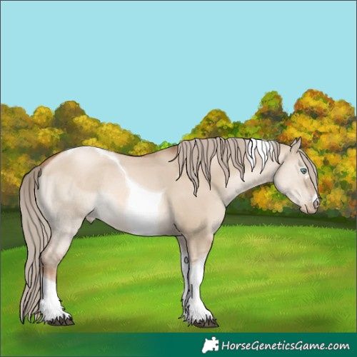 Horse Color:Liver Red Dun Pearl Tobiano Rabicano 