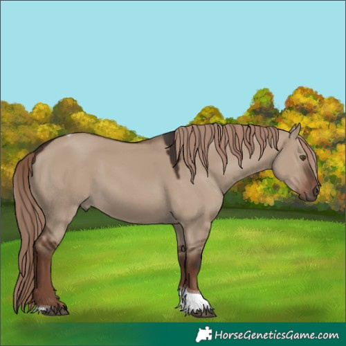 Horse Color:White Spotted Liver Red Dun Tobiano 