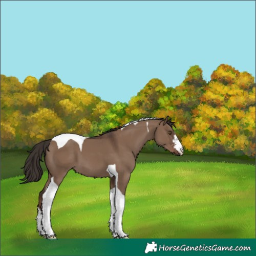 Horse Color:Liver Red Dun Tobiano 