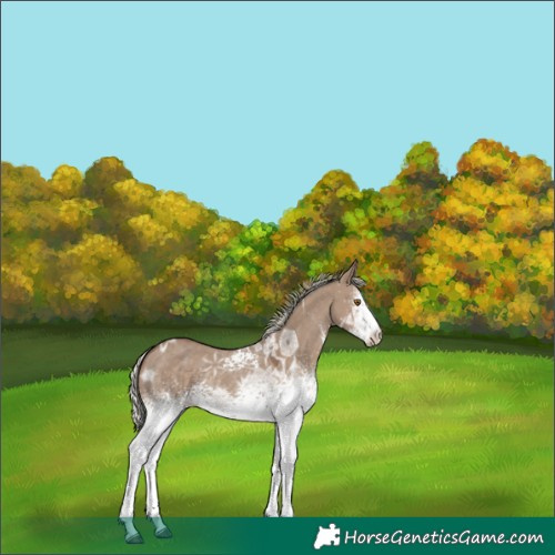 Horse Color:White Spotted Silver Grullo Ice Sabino 