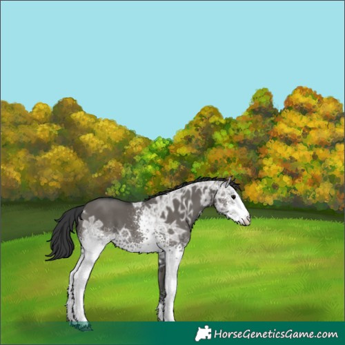 Horse Color:White Spotted Grullo Ice 