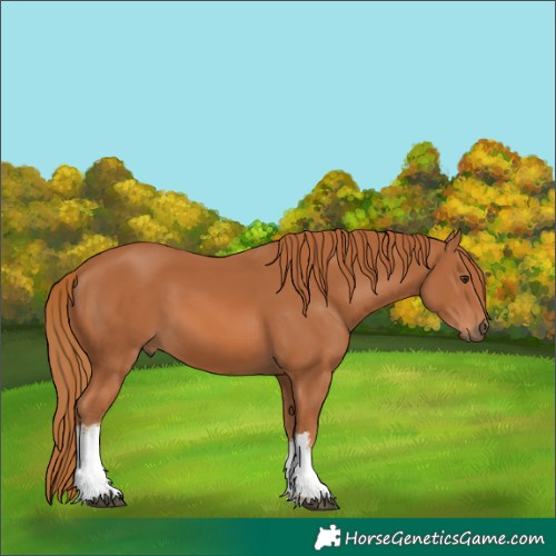 Horse Color:White Spotted Chestnut 
