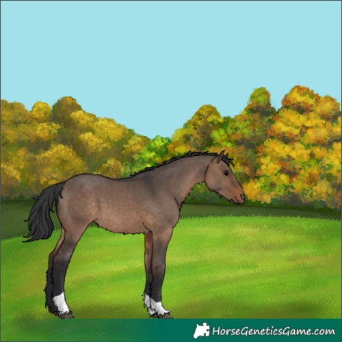 Horse Color:Brown Dun Tobiano 