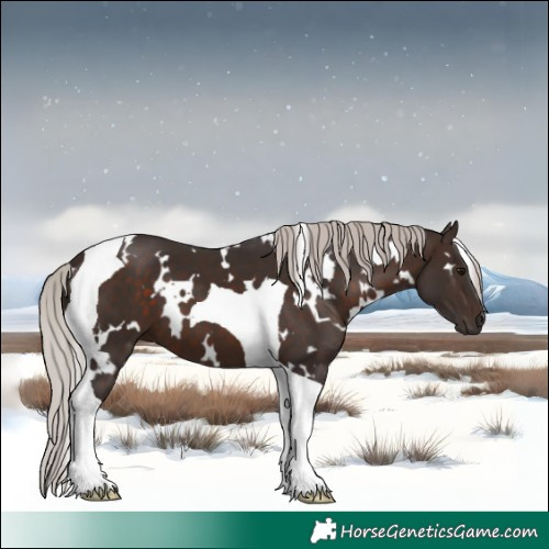 Horse Color:White Spotted Silver Brown Tobiano 
