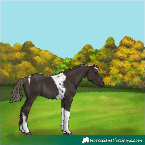 Horse Color:Liver Chestnut Tobiano Rabicano 
