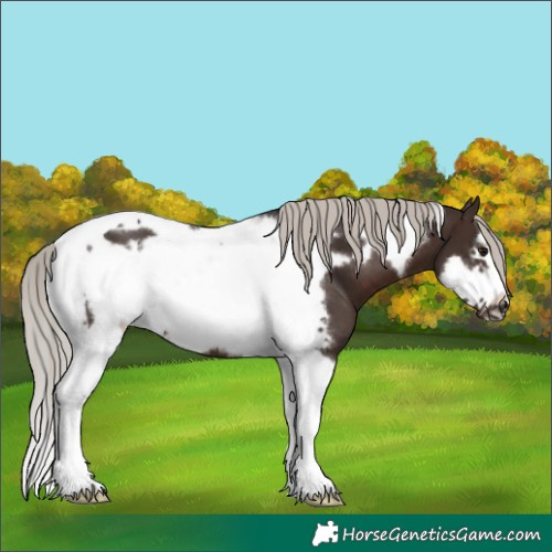 Horse Color:Silver Brown Tobiano Frame 