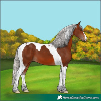 Horse Color:Silver Brown Tobiano 