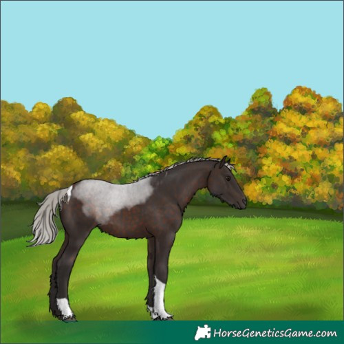 Horse Color:Silver Brown Tobiano 