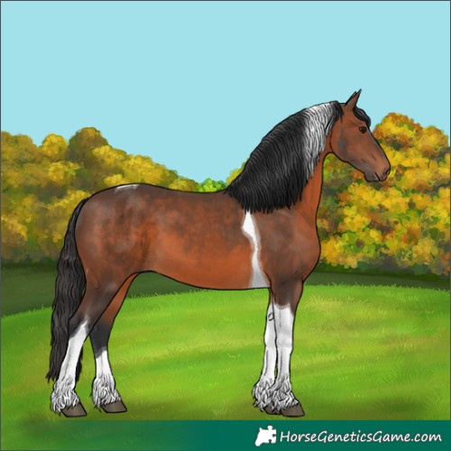 Horse Color:Brown Tobiano 