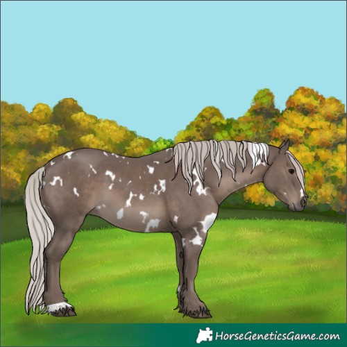 Horse Color:White Spotted Silver Black 