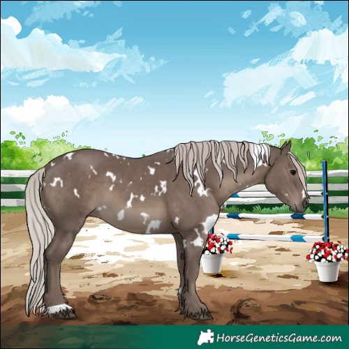Horse Color:White Spotted Silver Black 