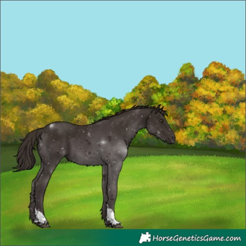 Horse Color:Liver Chestnut Tobiano Rabicano 