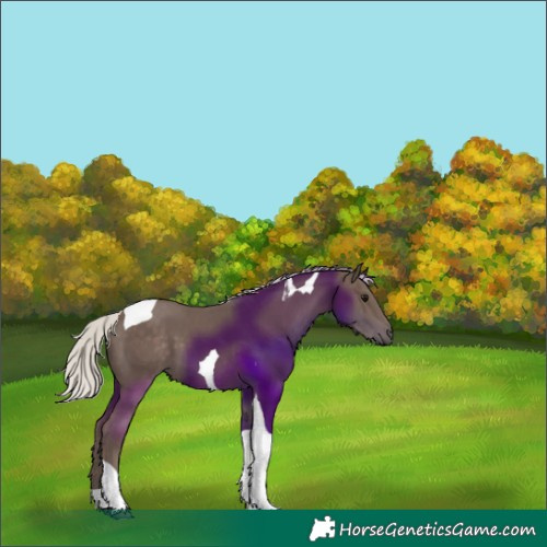 Horse Color:Silver Black Tobiano 
