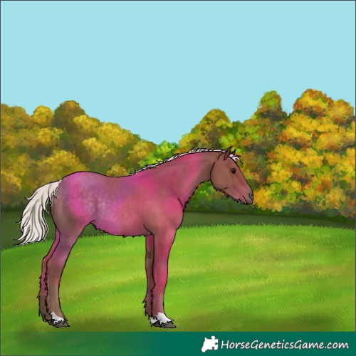 Horse Color:Silver Black Rabicano 