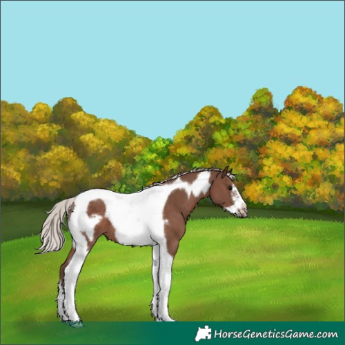 Horse Color:Silver Black Tobiano Frame 