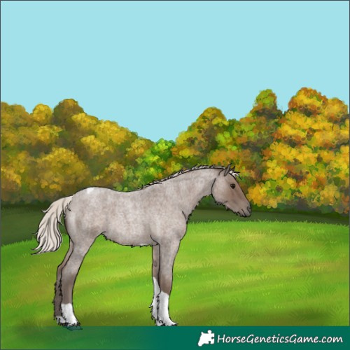 Horse Color:Silver Blue Roan Tobiano 