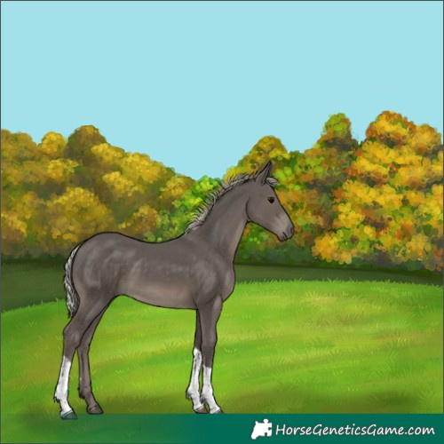 Horse Color:Silver Black Tobiano Rabicano 