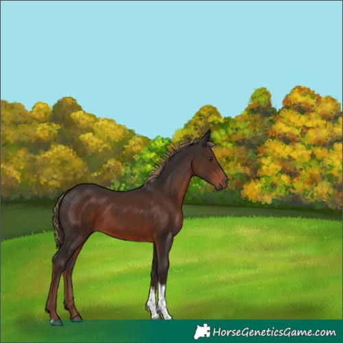 Horse Color:Liver Chestnut Tobiano 