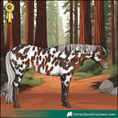 Horse Color:Silver Brown Appaloosa 