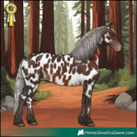 Horse Color:Silver Brown Near Leopard
