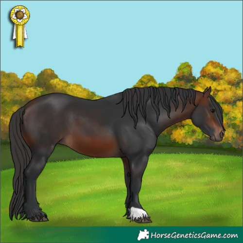 Horse Color:Brown 