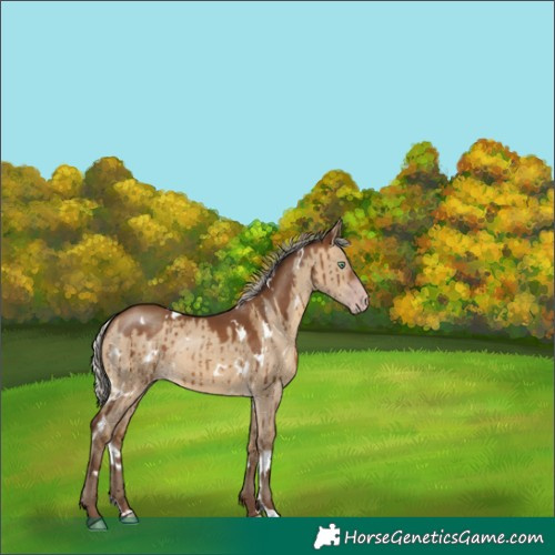 Horse Color:Gray White Spotted Silver Sable Champagne Dun Brindle 