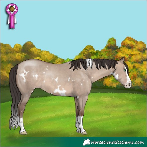 Horse Color:White Spotted Sable Champagne Dun Sabino Splash 