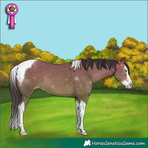Horse Color:Sable Champagne Sabino Splash Tobiano 