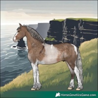 Horse Color:Silver Brown Dun Sabino Tobiano 