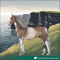 Horse Color:Silver Brown Dun Sabino Tobiano 