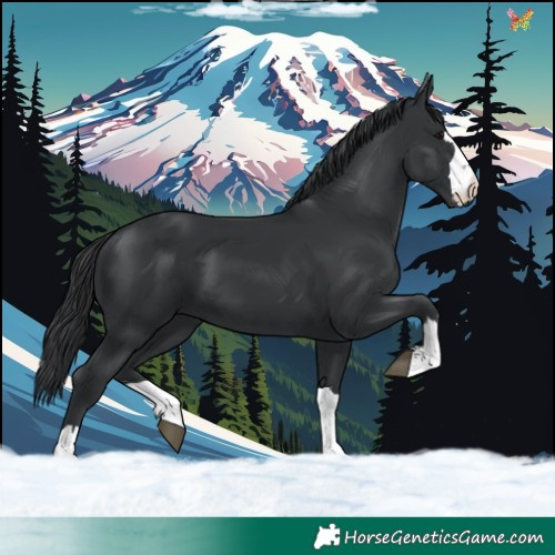 Horse Color:Black 