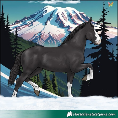 Horse Color:Smoky Black 