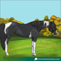 Horse Color:Black Tobiano 