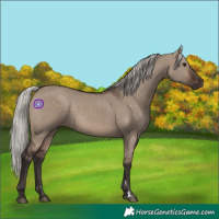 Horse Color:Silver Brown Dun 