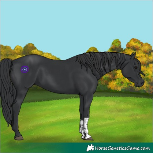Horse Color:Black and Black