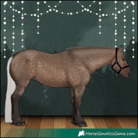 Horse Color:Silver Brown Dun 