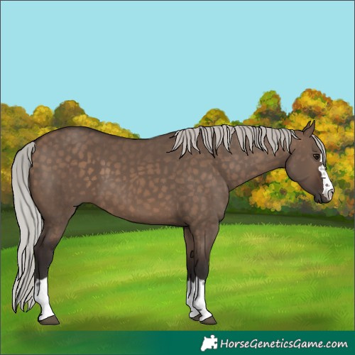 Horse Color:Silver Brown Dun
