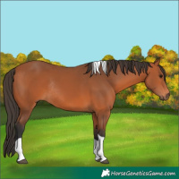 Horse Color:Bay Tobiano Rabicano 