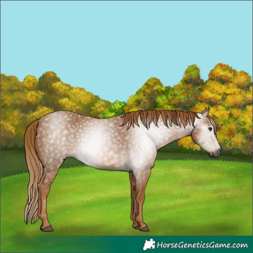 Horse Color:Gray Chestnut 