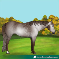 Horse Color:Gray Chestnut 
