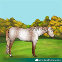 Horse Color:Gray Chestnut