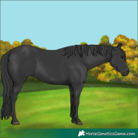 Horse Color:Black 