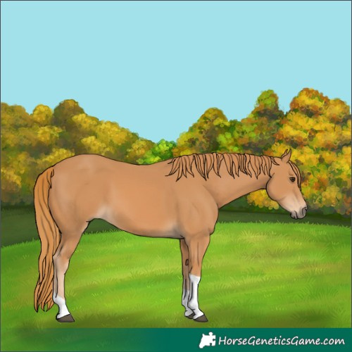 Horse Color:Chestnut Tobiano 