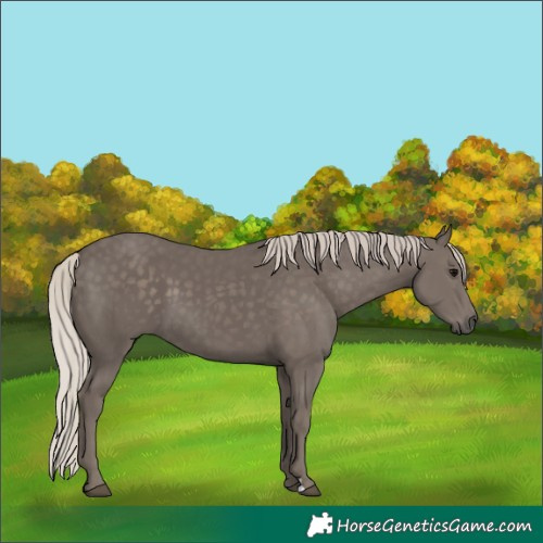 Horse Color:Silver Black 