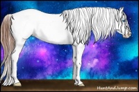 Horse Color:Amber Champagne Splash Appaloosa 
