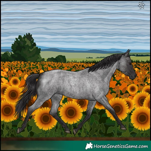 Horse Color:Smoky Blue Roan 