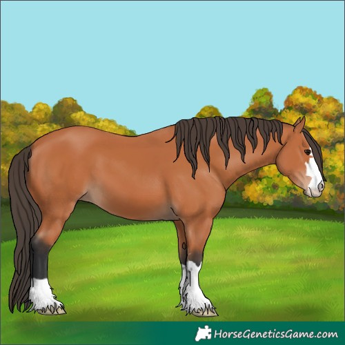 Horse Color:Bay 