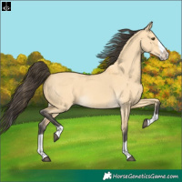 Horse Color:Buckskin Dun Splash