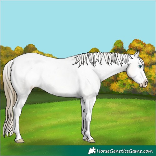Horse Color:White Spotted Chocolate Buckskin Ice Pearl Dun Splash Varnish Rabicano 